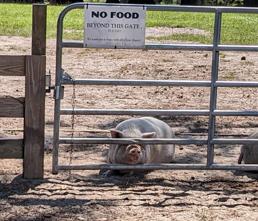 Rooterville Animal Sanctuary Melrose Exteriér fotografie