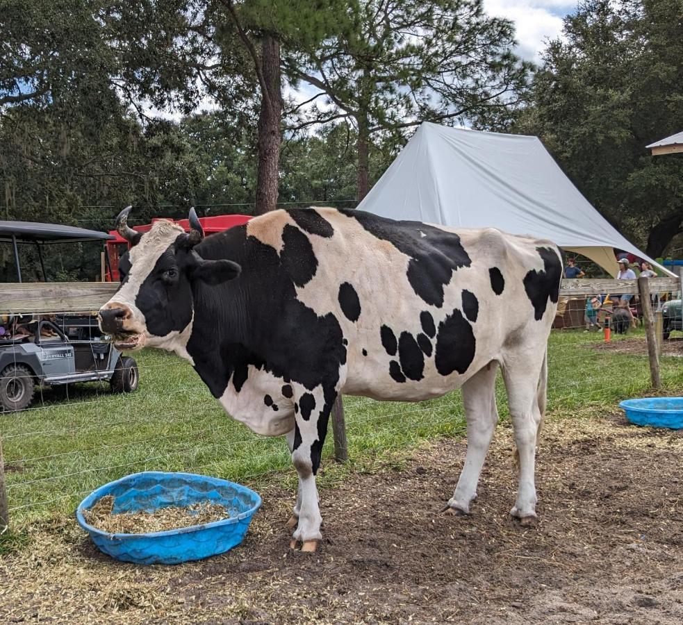 Rooterville Animal Sanctuary Melrose Exteriér fotografie
