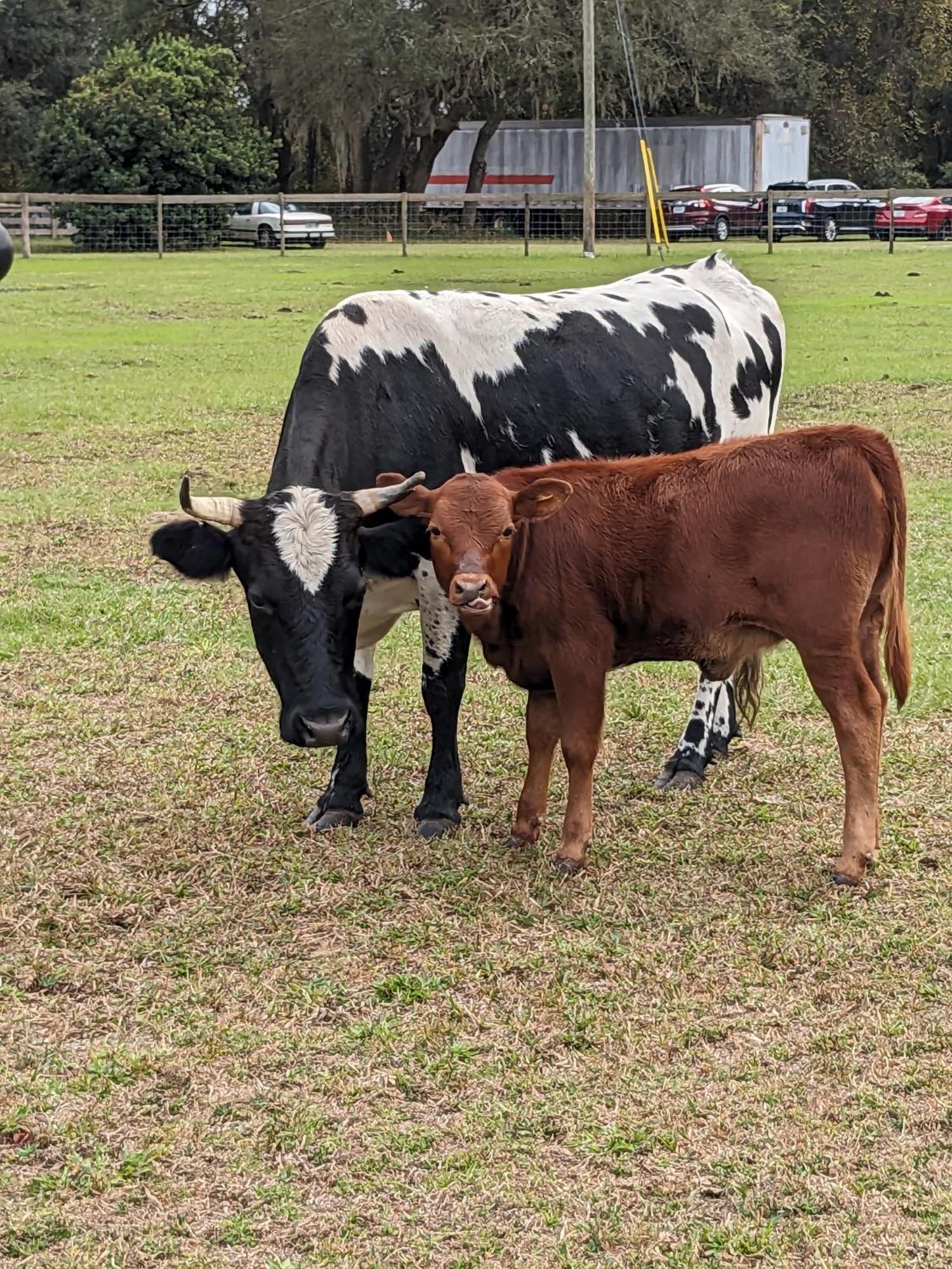 Rooterville Animal Sanctuary Melrose Exteriér fotografie