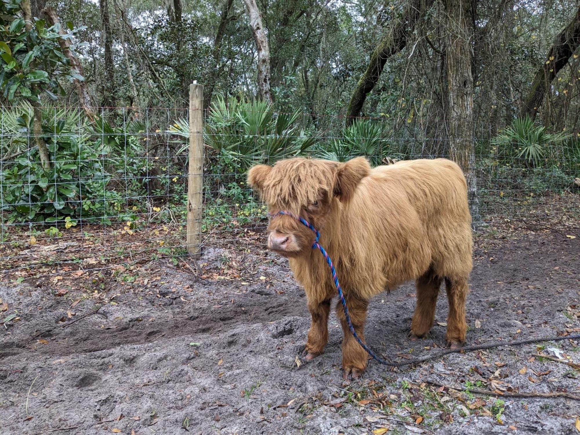 Rooterville Animal Sanctuary Melrose Exteriér fotografie