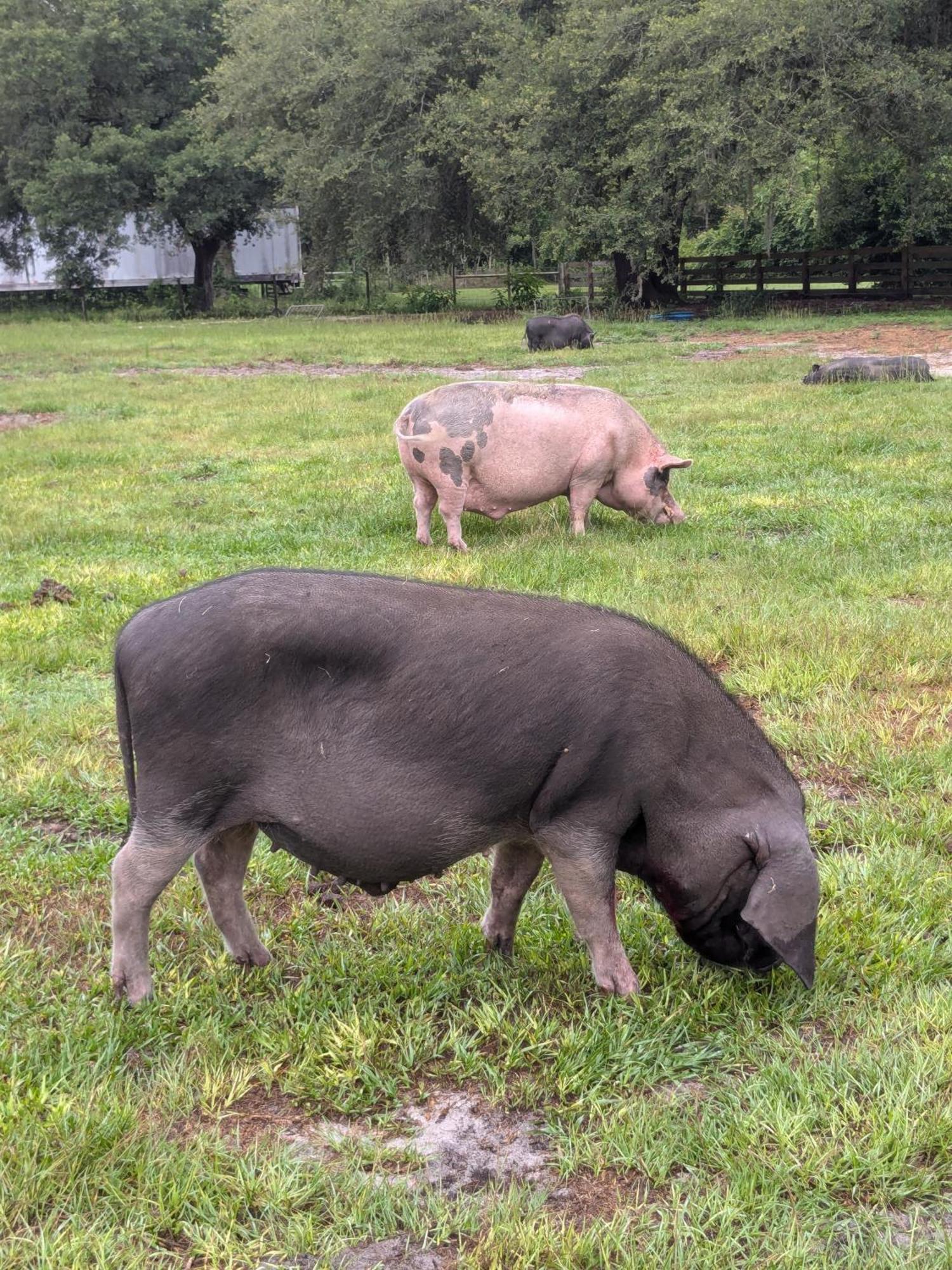 Rooterville Animal Sanctuary Melrose Exteriér fotografie