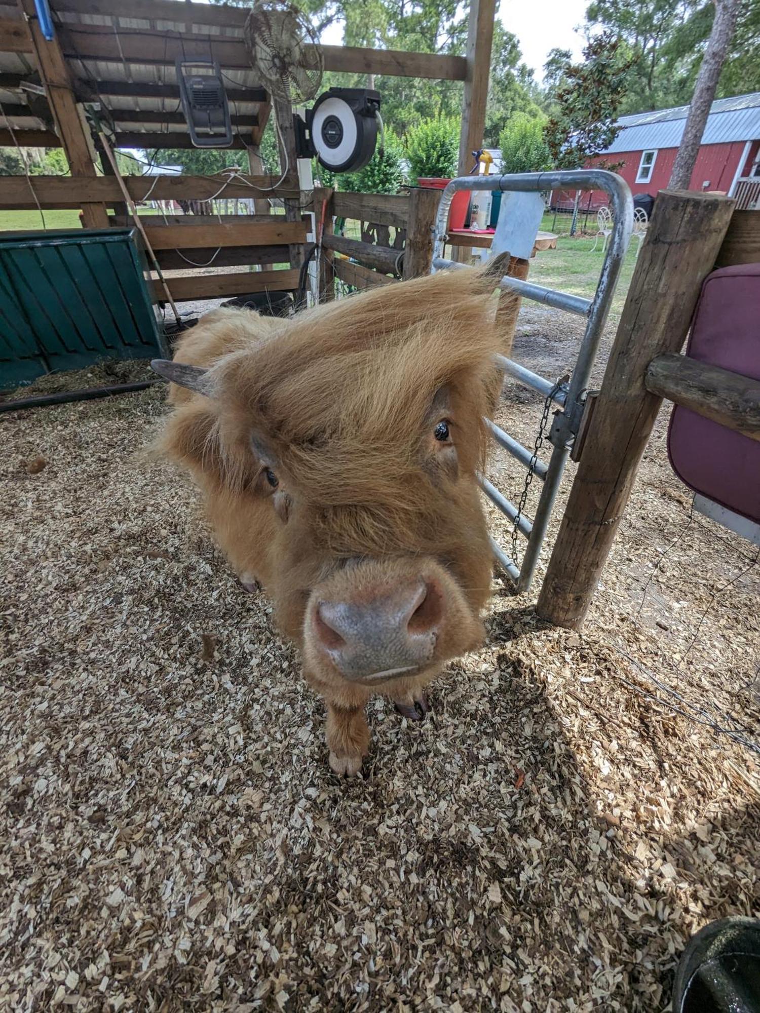 Rooterville Animal Sanctuary Melrose Exteriér fotografie