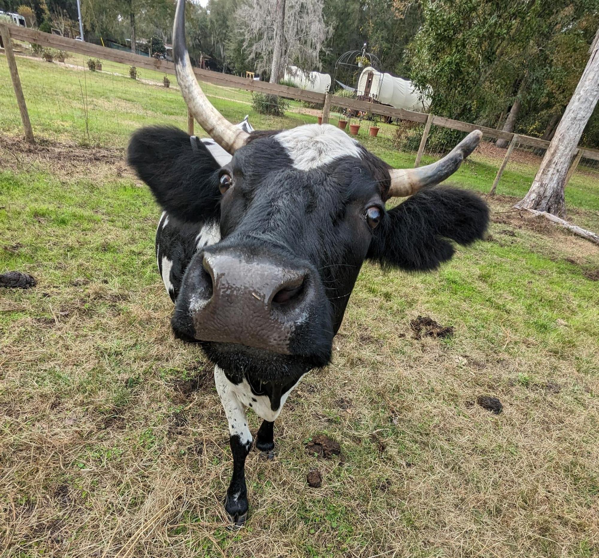 Rooterville Animal Sanctuary Melrose Exteriér fotografie